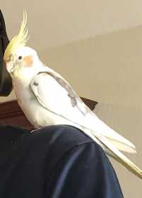 Lost Cockatiel