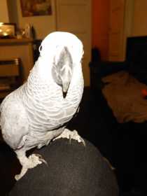 Lost African Grey