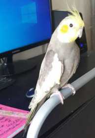 Lost Cockatiel