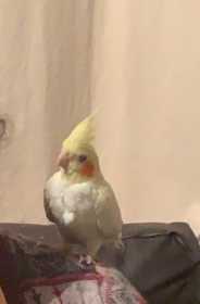 Lost Cockatiel