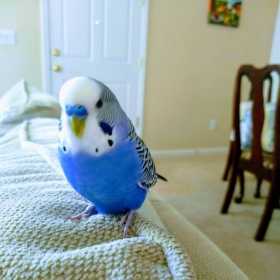 Lost Budgerigar