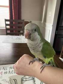 Lost Parakeet