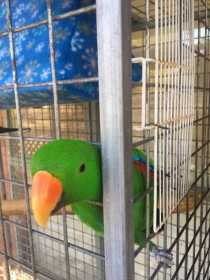 Lost Eclectus