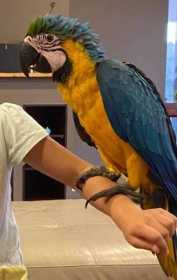 Lost Macaw