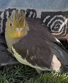 Lost Cockatiel