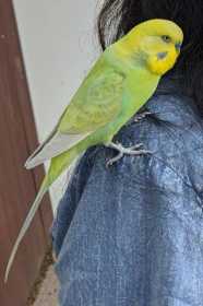 Lost Budgerigar