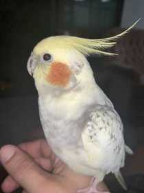 Lost Cockatiel