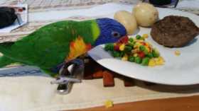 Lost Lory / Lorikeet