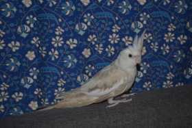 Lost Cockatiel