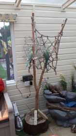 Lost Indian Ringneck Parakeet