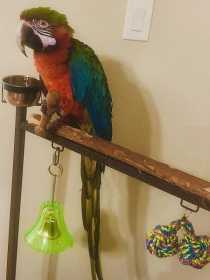 Lost Macaw