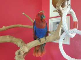 Lost Eclectus