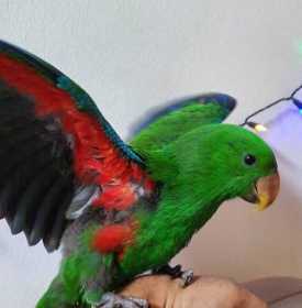 Lost Eclectus