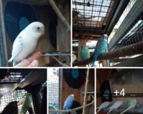 Lost Budgerigar