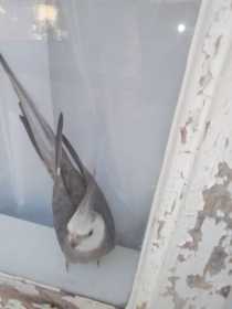 Lost Cockatiel