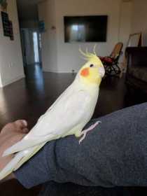 Lost Cockatiel