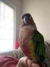 Lost Conure