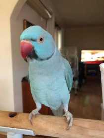 Lost Indian Ringneck Parakeet