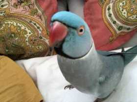 Lost Indian Ringneck Parakeet