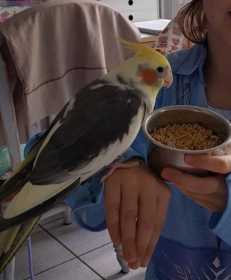 Lost Cockatiel