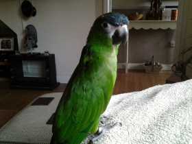 Lost Macaw