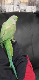 Lost Indian Ringneck Parakeet