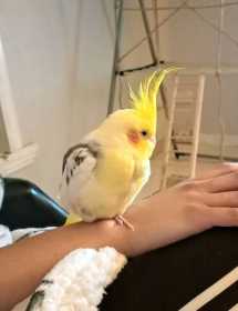 Lost Cockatiel