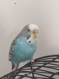 Lost Budgerigar