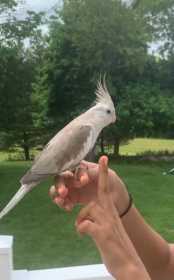 Lost Cockatiel