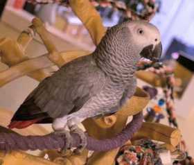 Lost African Grey