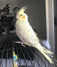 Lost Cockatiel