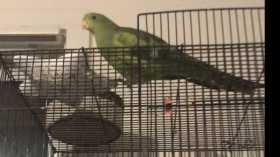 Lost Parrotlet