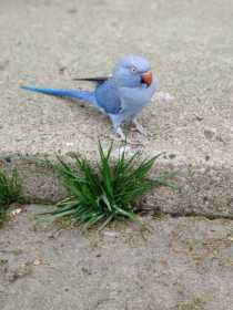 Lost Indian Ringneck Parakeet