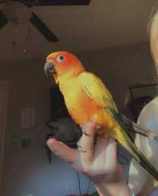 Lost Conure