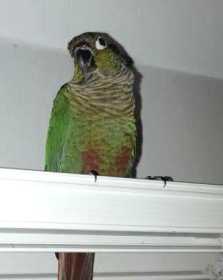 Lost Conure