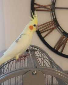 Lost Cockatiel