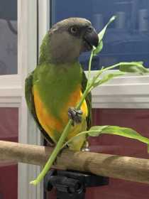 Lost Senegal