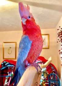 Lost Galah Cockatoo