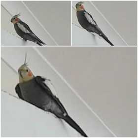 Lost Cockatiel