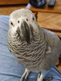 Lost African Grey