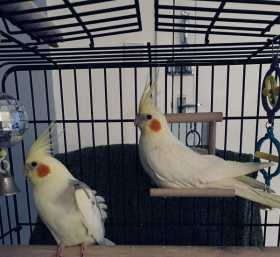 Lost Cockatiel