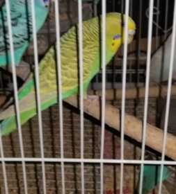 Lost Parakeet