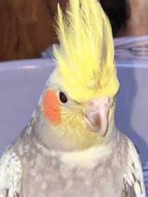 Lost Cockatiel