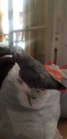 Lost African Grey