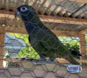 Lost Pionus