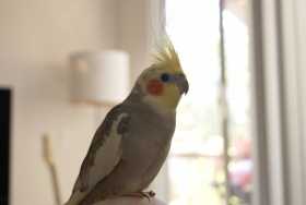 Lost Cockatiel