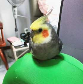Lost Cockatiel
