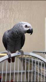 Lost African Grey