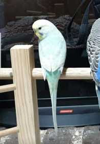 Lost Budgerigar