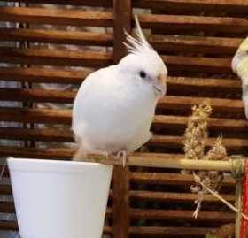 Lost Cockatiel